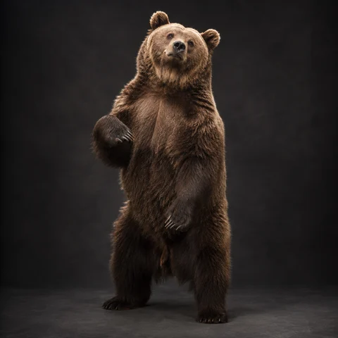 Bear